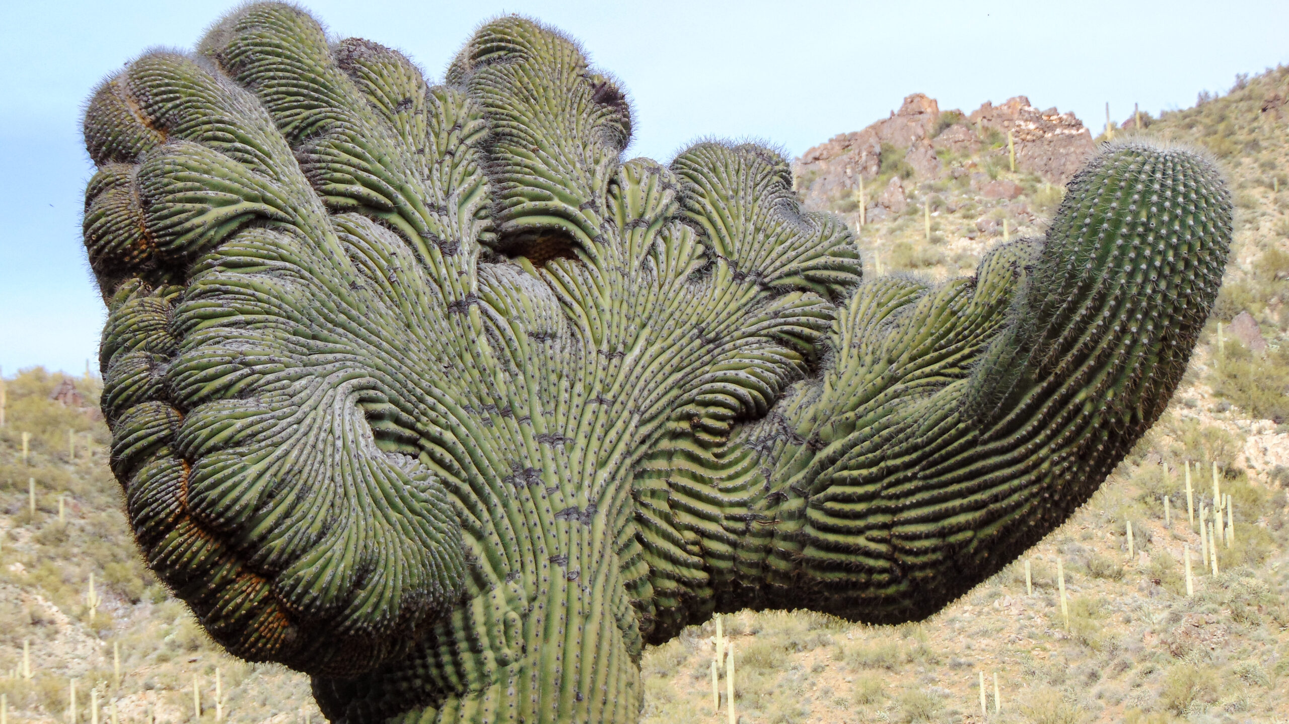 The crested saguaro cactus | Arizona’s majestic beauty